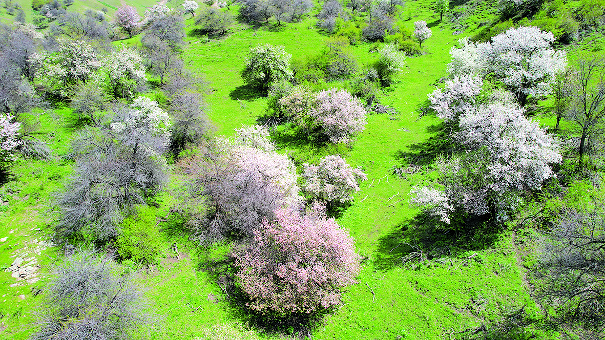 伊宁县托乎拉苏景区野果花 (3).JPG