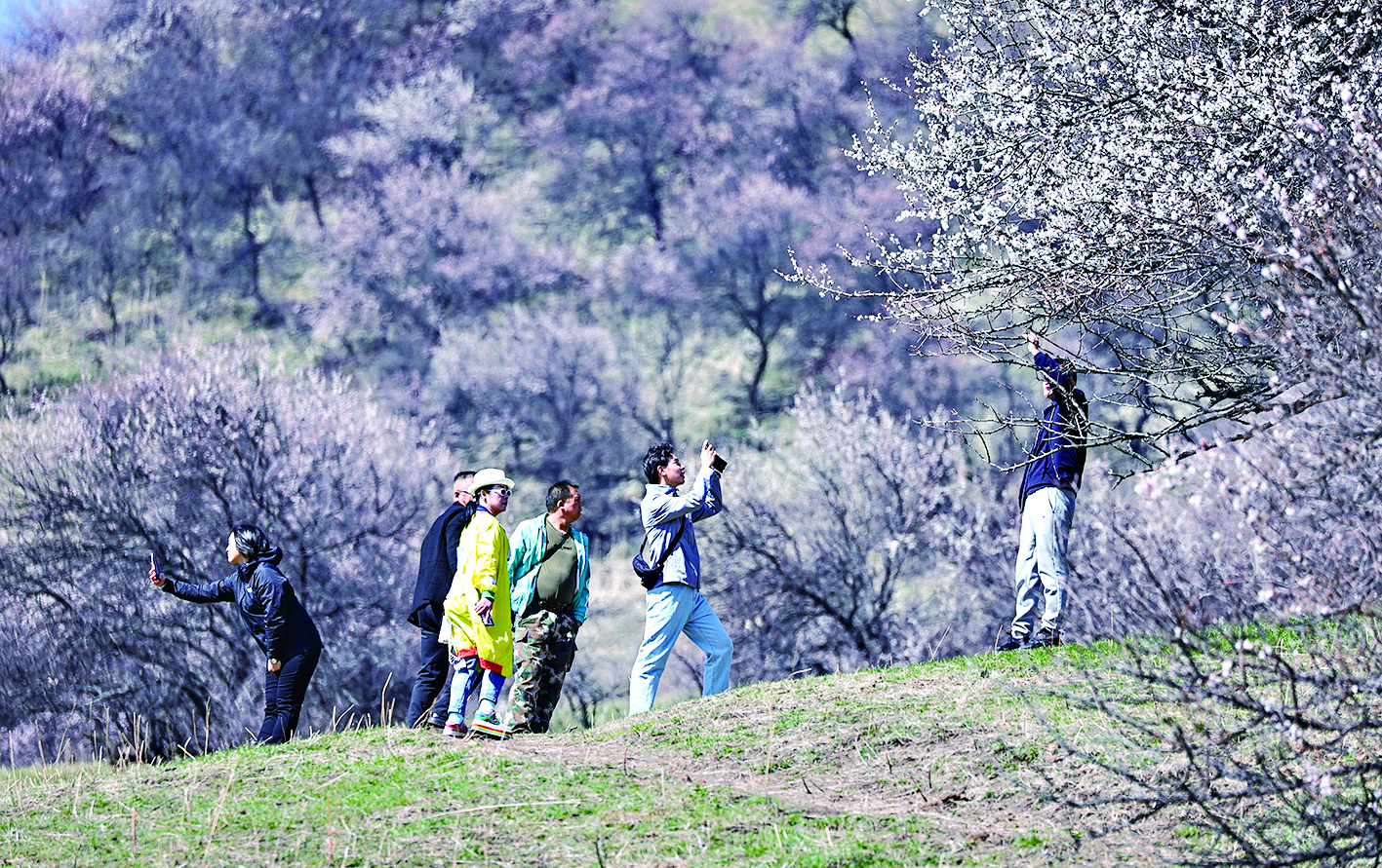 几名游客在杏花树下拍照（资料片）.jpg